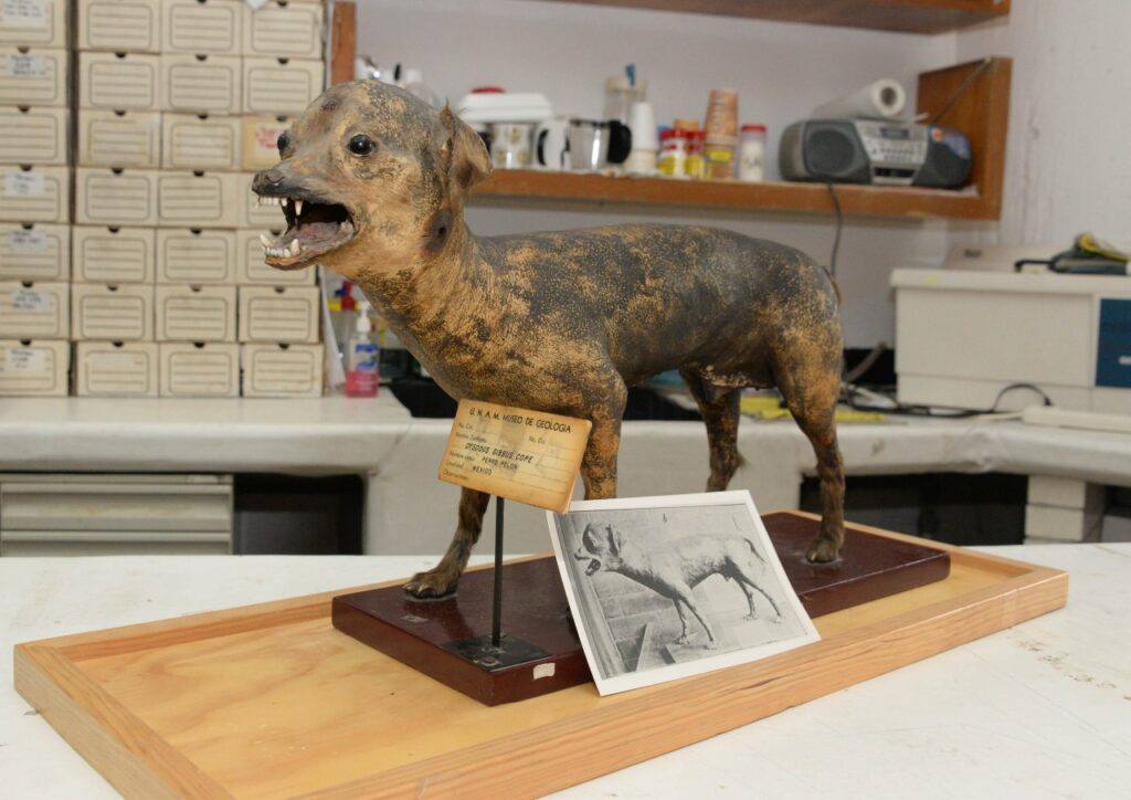 Colecciones de Ciencias y Biología, al Pabellón de la Biodiversidad