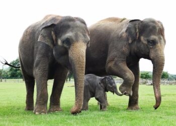 15/02/2015 Elefantes asiáticos.

Algunos de los animales más amenazados del mundo se encuentran en el continente asiático. El elefante asiático es uno de ellos. Junto al tigre y al oso panda, este mamífero se encuentra amenzado.

SOCIEDAD
DAN KITWOOD / GETTY