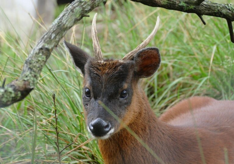 pudú de la yunga peruana