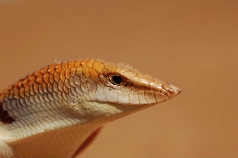 scincus-scincus-cara