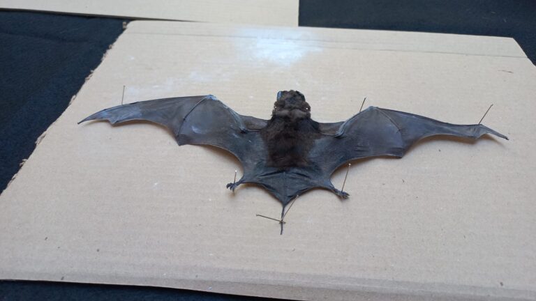 Excremento-de-murcielago