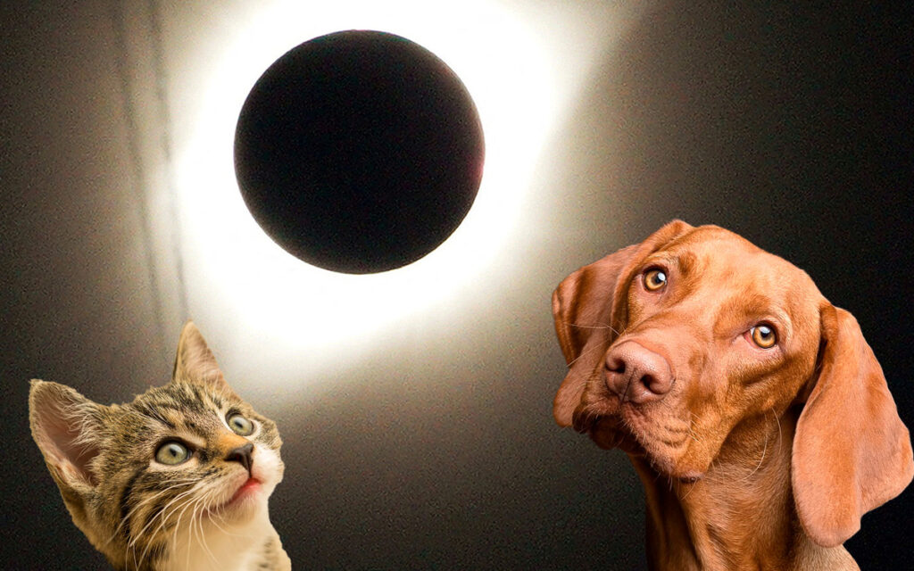 eclipse-solar-que-pasa-a-animales