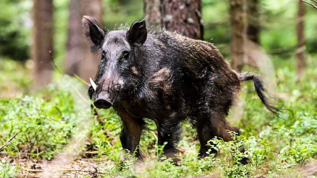 Hallan en jabalíes garrapatas que transmiten la brucelosis