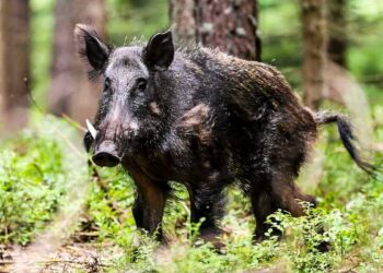 Hallan en jabalíes garrapatas que transmiten la brucelosis