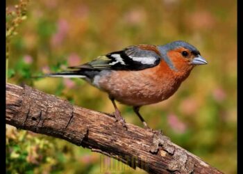 Ruido del tráfico afecta a las aves en ciudades