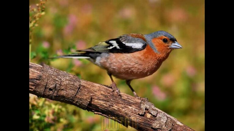 Ruido del tráfico afecta a las aves en ciudades