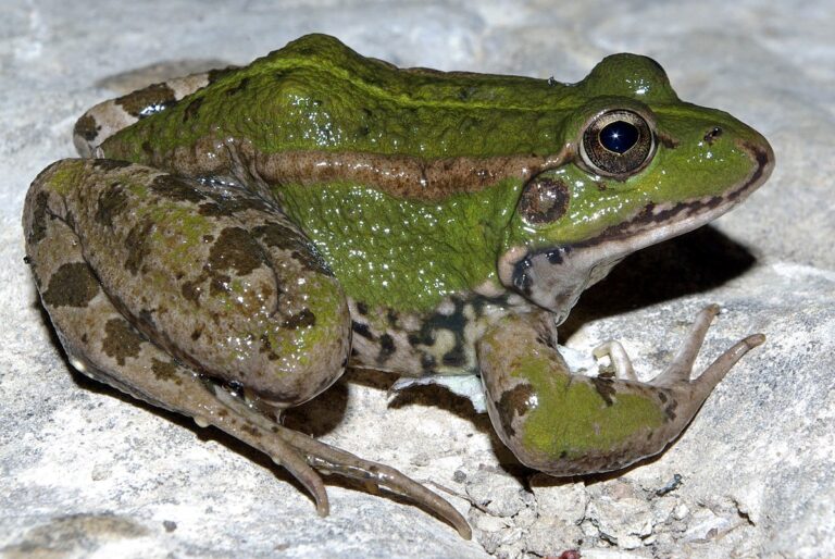 rana