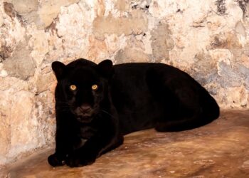 Asegura Profepa jaguar amputado en Yucatán
