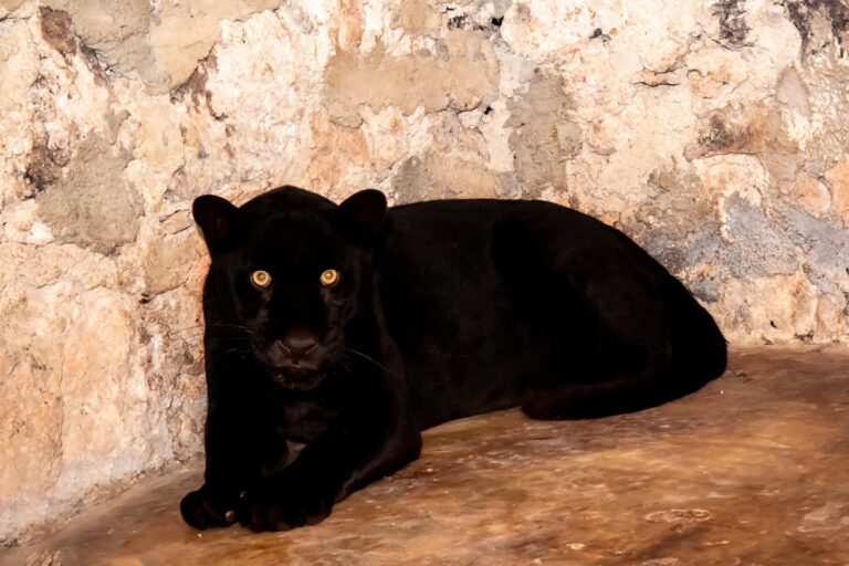 Asegura Profepa jaguar amputado en Yucatán