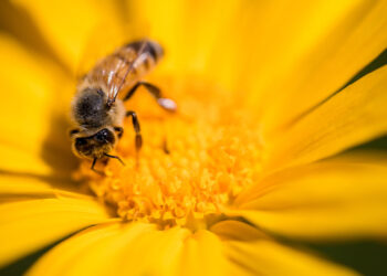Analizan impacto por uso de plaguicidas en abejas