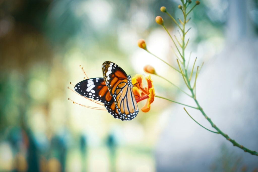 mariposa