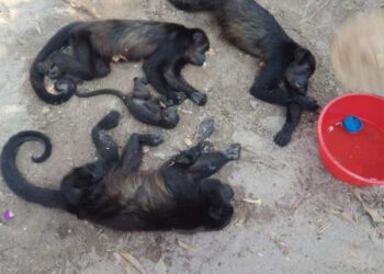 Investigan causa de muerte de primates en Tabasco y Chiapas