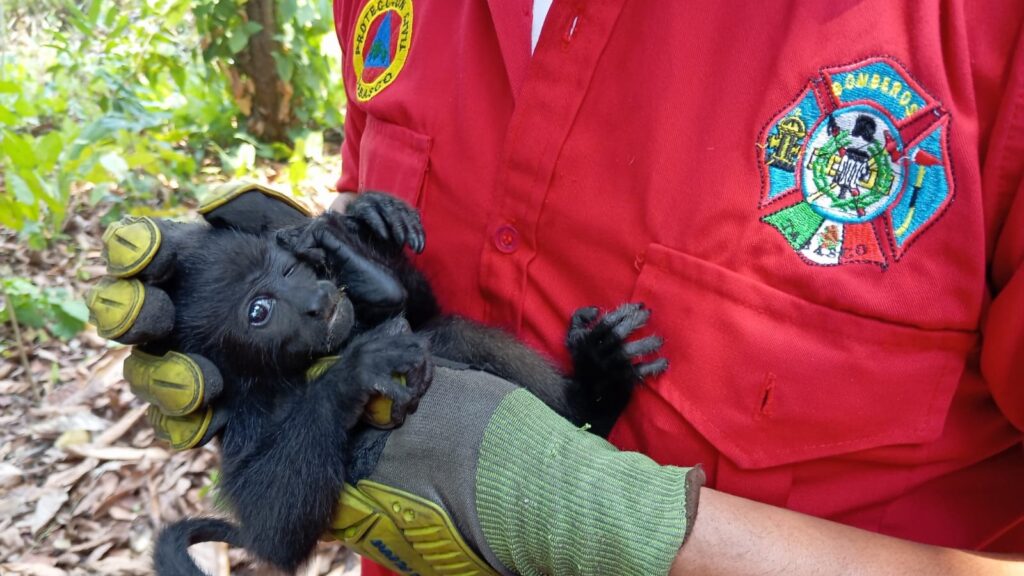 Altas temperaturas afectan todos los ecosistemas