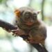 Pequeños primates sufren más para adaptarse al cambio climático