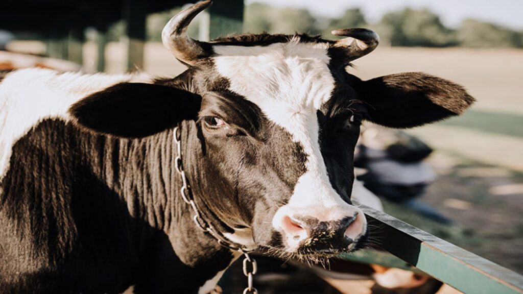 vaca