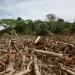 Grupo AJE lucha por proteger bosques tropicales