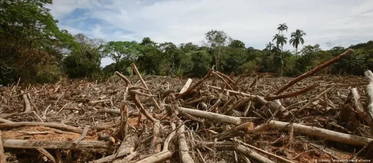 Grupo AJE lucha por proteger bosques tropicales