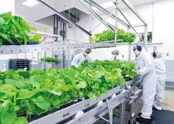 Energía renovable del futuro saldrá de una planta