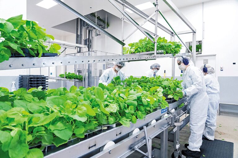 Energía renovable del futuro saldrá de una planta