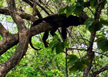 Durante un recorrido por el municipio de Hueyapan, fueron localizados los cuerpos de 3 ejemplares en avanzado estado de descomposición en los márgenes del río Huiloapan, en el sitio conocido como “Playa Iguanas”, el cual actualmente se encuentra seco. Personal de la Profepa levantó el acta del hallazgo conforme al protocolo establecido para ello.