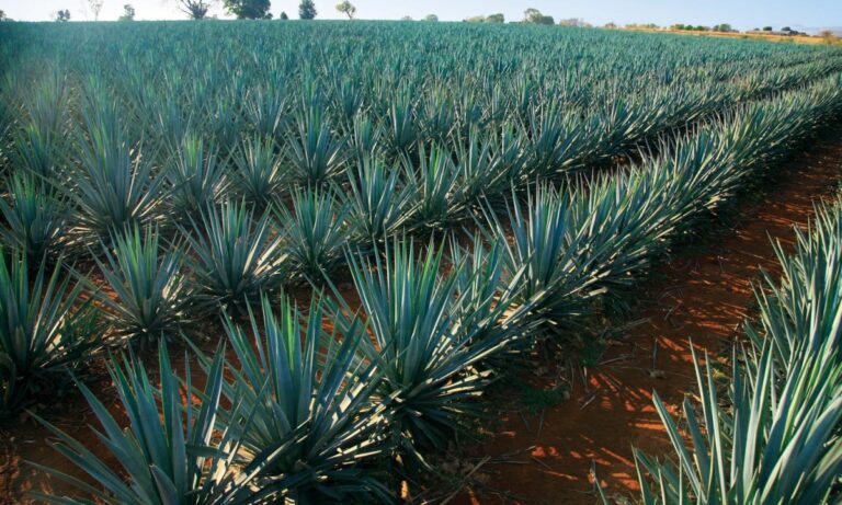agave