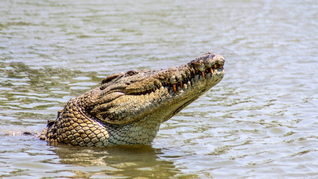 Cocodrilo en Tamaulipas sorprende a bañistas