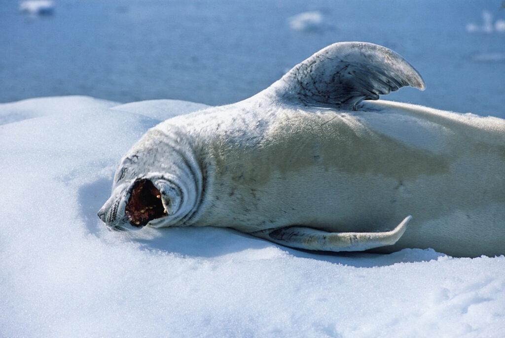 Hallan microplásticos en focas de la Antártida