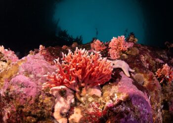 A handout picture released on June 6, 2024 by Rewilding Chile shows Red Hydrocorals at Chiles Kawesqar National Marine Reserve in Magallanes, Chile, on August 28, 2023. - The finding of one of the most biodiverse ecosystems on Earth --according to the International Union for Conservation of Nature-- and which exists in only 0.1% of the seabed, provides new insights into Patagonia's marine ecosystems. (Photo by Handout / Rewilding Chile / AFP) / RESTRICTED TO EDITORIAL USE - MANDATORY CREDIT "AFP PHOTO / REWILDING CHILE" - NO MARKETING - NO ADVERTISING CAMPAIGNS - DISTRIBUTED AS A SERVICE TO CLIENTS
