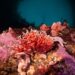 A handout picture released on June 6, 2024 by Rewilding Chile shows Red Hydrocorals at Chiles Kawesqar National Marine Reserve in Magallanes, Chile, on August 28, 2023. - The finding of one of the most biodiverse ecosystems on Earth --according to the International Union for Conservation of Nature-- and which exists in only 0.1% of the seabed, provides new insights into Patagonia's marine ecosystems. (Photo by Handout / Rewilding Chile / AFP) / RESTRICTED TO EDITORIAL USE - MANDATORY CREDIT "AFP PHOTO / REWILDING CHILE" - NO MARKETING - NO ADVERTISING CAMPAIGNS - DISTRIBUTED AS A SERVICE TO CLIENTS
