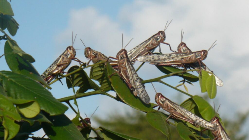 langosta centroamericana