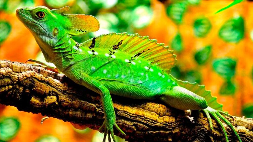 reptiles