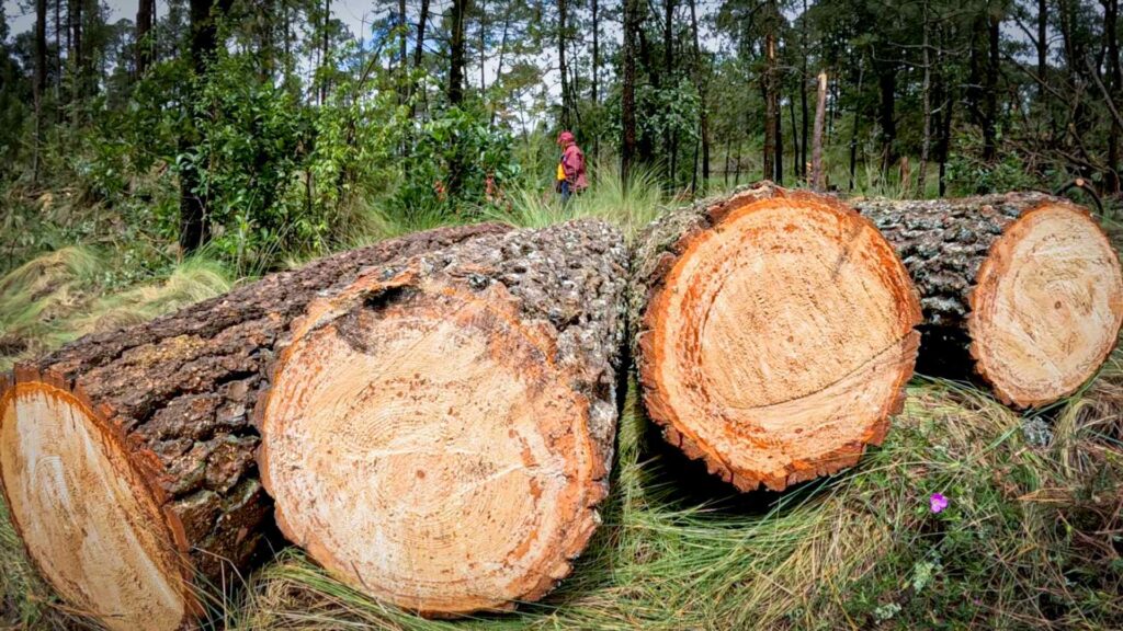 Profepa asegura madera y 4 ejemplares de vida silvestre