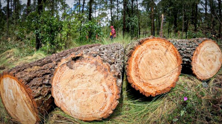 Profepa asegura madera y 4 ejemplares de vida silvestre