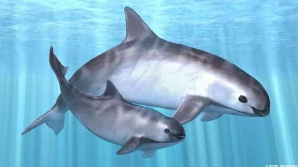 vaquita-marina