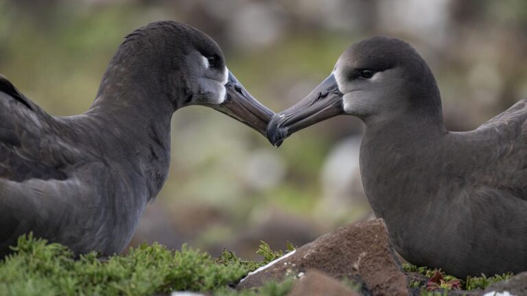 albatros patas negras