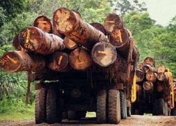 Hallan un nuevo tipo de madera que retiene el carbono