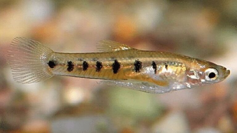 Cnesterodon decemmaculatus