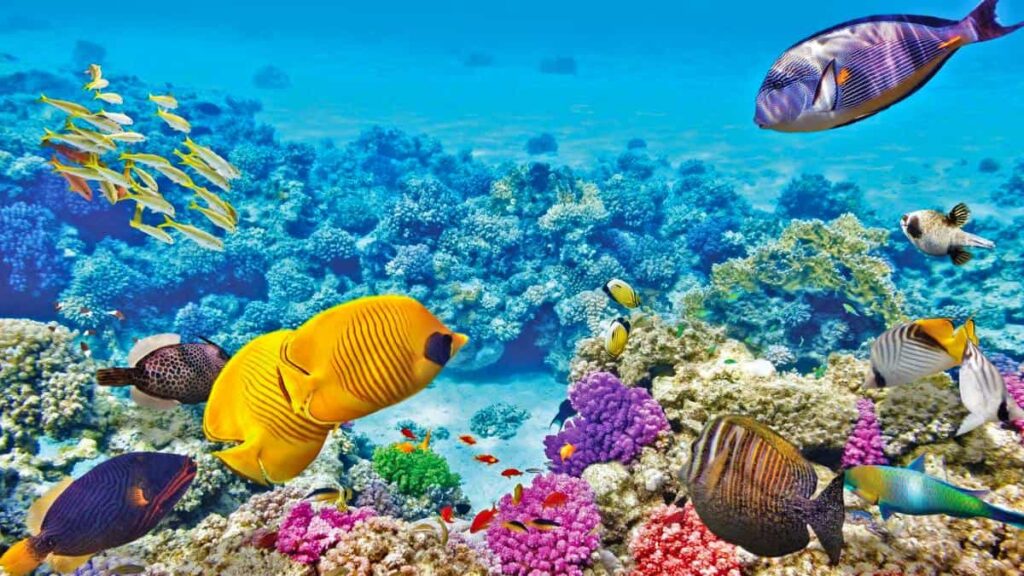 coral