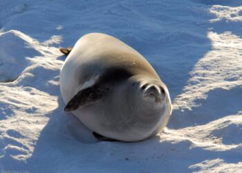 27/04/2020 Predecir con la dieta de las focas cambios en la distribución del kril.

La península antártica occidental está experimentando un rápido cambio ambiental, con el calentamiento del aire y las temperaturas oceánicas y la disminución del hielo marino. Cómo afectarán estos cambios al krill antártico es una pregunta crucial, porque este abundante crustáceo es una fuente importante de alimento para una amplia gama de animales, desde pingüinos hasta ballenas.

POLITICA EUROPA ESPAÑA INVESTIGACIÓN Y TECNOLOGÍA
Dan Costa