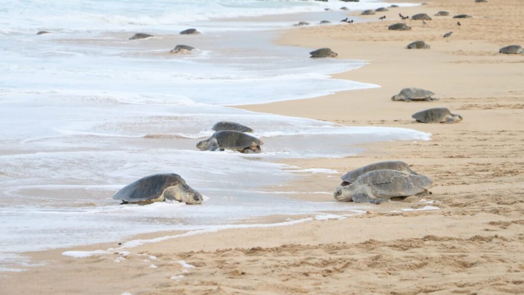 tortuga1
