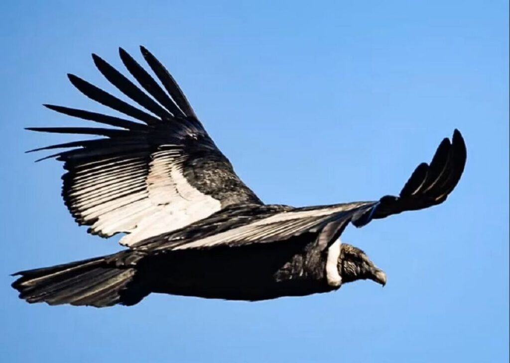 Liberan a Carlita, un cóndor andino con rastreador satelital