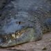 Un cocodrilo habita en  "El Parque Zoológico del Centenario" en Mérida, Yucatán