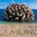 Hallan en el Pacífico el coral más grande del mundo