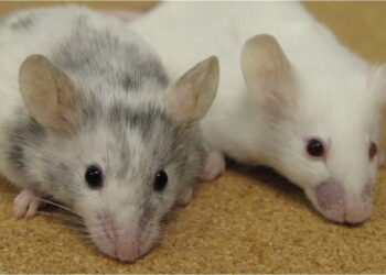 Crean un animal con un organismo unicelular