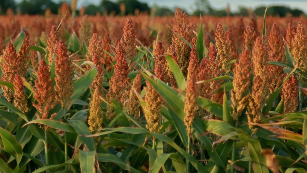 Sorgo: un cereal sin gluten ideal para la dieta moderna