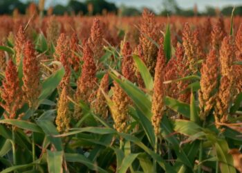 Sorgo: un cereal sin gluten ideal para la dieta moderna