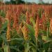 Sorgo: un cereal sin gluten ideal para la dieta moderna