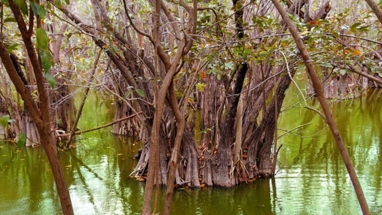 humedales