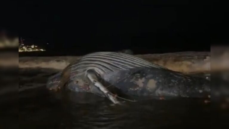 Sepultan a ballena muerta en playa de Mazatlán