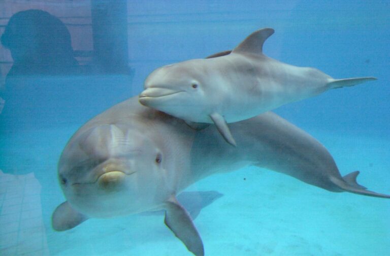 Semarnat dialoga con Empty the Tanks sobre situación de delfines